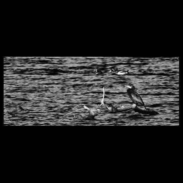 PHOTO84, CLUB, 84 , LUBERON